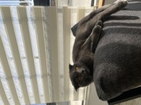British shorthair mazluma yuva