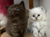 Scottish longhair yavrularımız ailelerini bekliyor