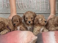 4 Yavru Maltipoo