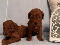 Dişi ve erkek aşılı wc eğitimli kore kan toy poodle