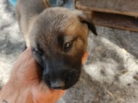 2 AYLIK YAVRU KÖPEKLER