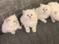 Brıtısh Longhaır Irk Garantili Yavrularım