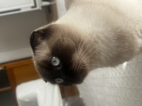 2 yaşında eğitimli scottish fold