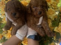 Kore poodle
