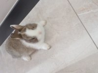 2 aylık cüce tavşanımız