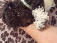 Poodle 5 aylık erkek