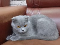 Kediye Yuva Arıyoruz