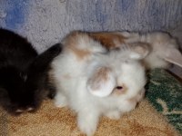 Teddy lop tavşan yavrular mavi göz yavrular