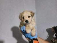 MALTİPOO SON İKİ ERKEK YAVRU