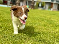 Border Collie Yavruları Aşıları tam 