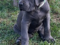 Muhteşem cane corso bebekler güvenli kapıya teslim