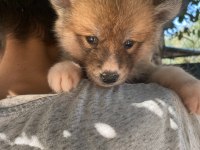 (SDK) çiftlikten japon akita inu yavrular