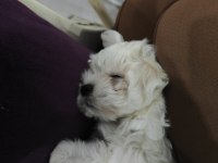 3 aylık aylık maltipoo tuvalet eğitimi var