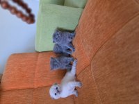 Süper kalite scottish fold yavrular