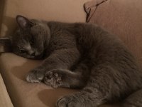 British shorthair