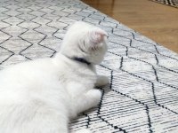 6 aylık sevimli scottish fold