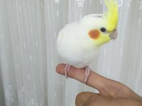 3 aylık sultan papağanı sağlıklı lutino tür