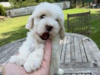 Tr nin en iyi maltipoo yavruları