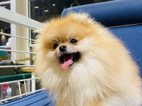 Eşleşme ilanıdır köpeğimize dişi arıyoruz