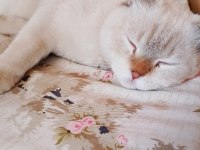 BEYAZ GRİ UYSAL 7 AYLIK SCOTTİSH KEDİ