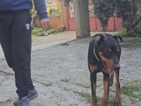 1 yaşın King Doberman