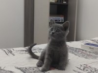British shorthair 3 aylık