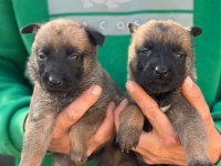 Saf Kan Belçika Malinois Yavrular İçin Geç Kalmayın