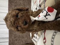 Erkek poodle bebeğimiz (ev doğumu)