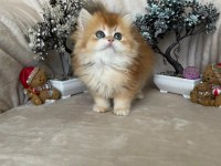 British longhair ny12 dişi erkek