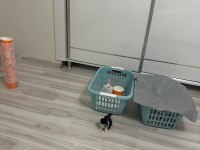 Acil yuva aranıyor ücretsiz sahiplendirme tavşan
