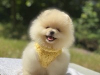 POMERANİAN