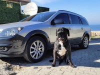 YAVRU VE YETİŞKİN A KALİTE CANE CORSO