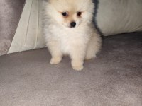Uslu Ve Oyuncu Erkek Köpeğimiz Yeni Ailesini Bekliyor