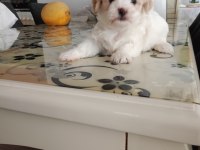 Terrier can dostları bunlar