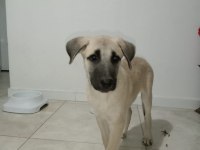2,5 aylık kangal yavrusu