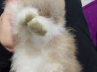 Aslan Yele (LionHead) Tavşan