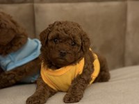 0 NUMARA RED POODLE YAVRULARIM