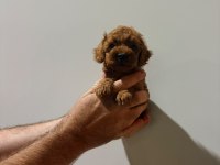 Kore poodle köpeği