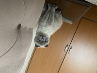 Taşınmak zorunda olduğumdan scottish fold