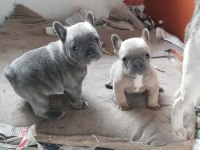 POFİDİK FRENCH BULLDOG KÖPEKLERİM