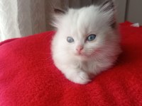 Uygun fiyata ragdoll yavru