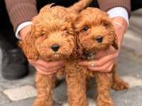 A kalite toy poodle dişi erkek yavrular