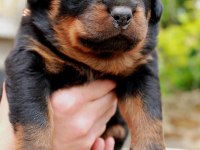 2 aylık Rottweiler yavrularım