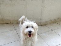 5 aylık maltipoo köpeği