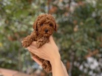 Orjinal Red Brown Toy Poodle Yavrular