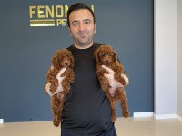 RENK RENK ORJİNAL TOY POODLE YAVRULARIMIZ GÜNCEL ANKARA