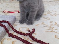 2.5 aylık british shorthair erkek