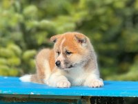 Akita yavrumuz a kalite