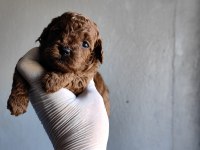 Orjinal toy poodle yavrularımız ev ortamından