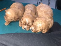 Toy poodle yavru